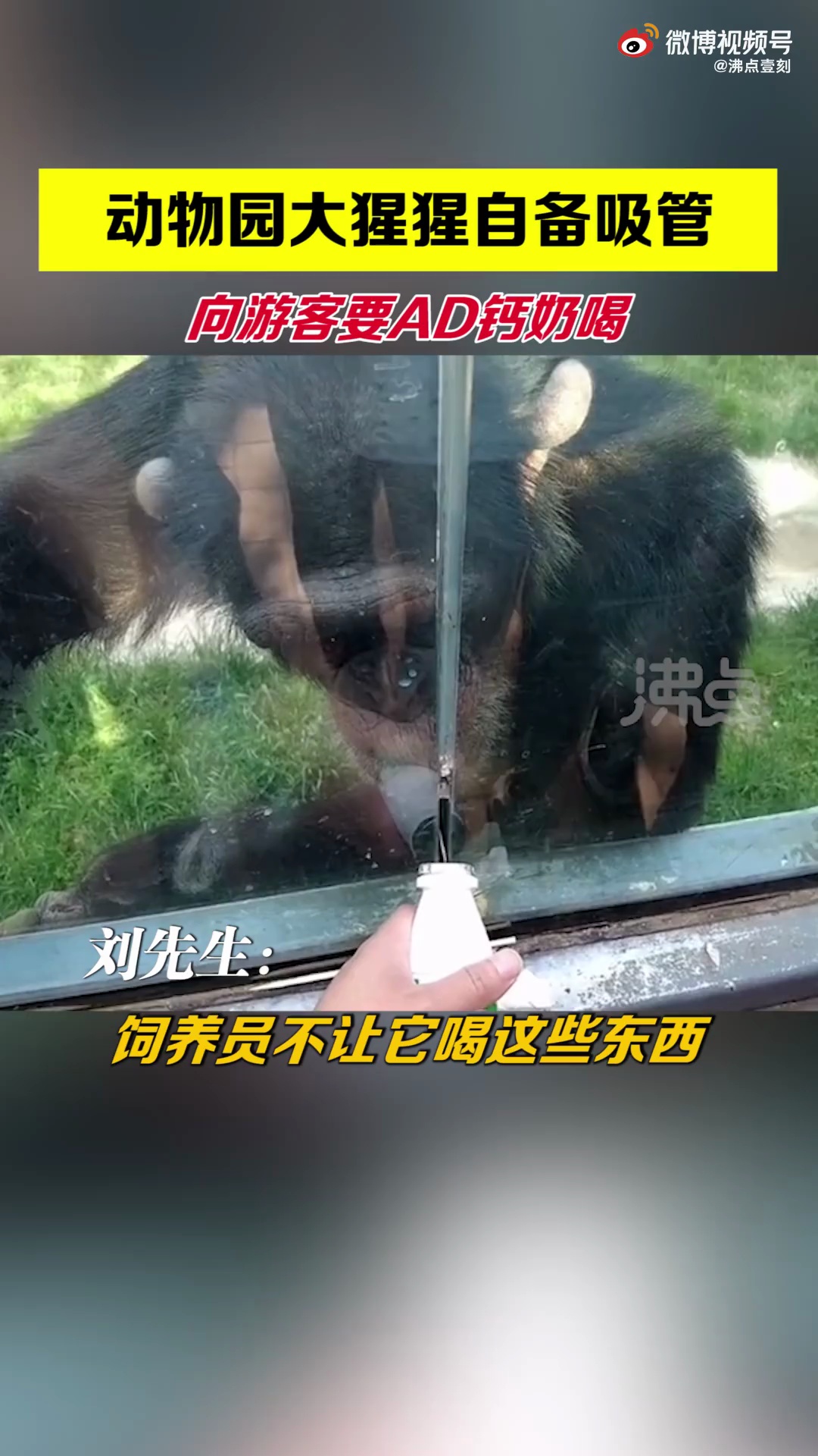 大猩猩自备吸管向游客要ad钙什么水平