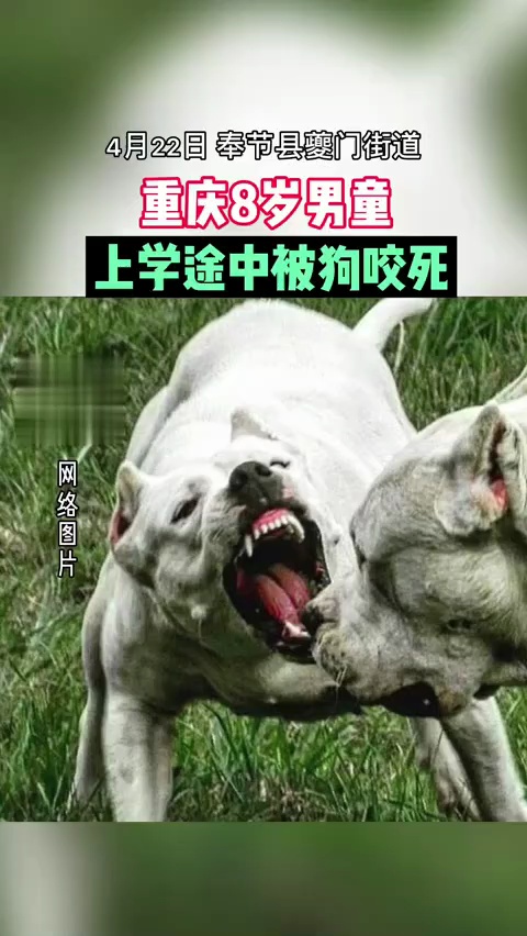 重庆8岁男童被狗咬颈身亡村民狗主人养了三只狗你怎么看