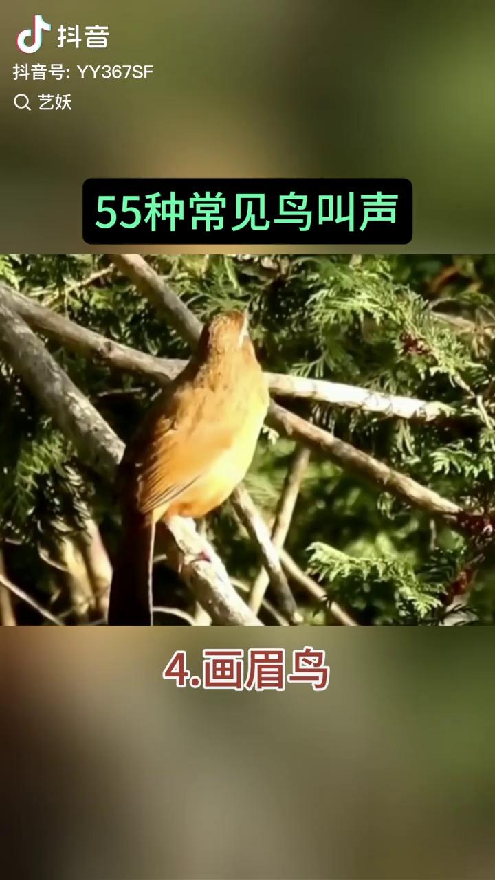 春天各种鸟叫声图片