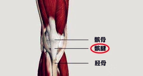 关于髌腱炎你想知道的知识 我都给你整理好了 虎扑 关于髌腱炎你想知道的知识 我都给你整理好了 虎扑