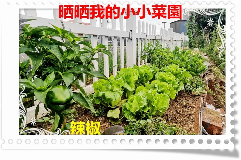 8月3日跑休晒晒我的小小菜園 跑步区 虎扑社区