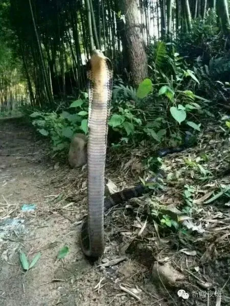 世界上也就只有过山风这一种蛇在与人短兵相接时，第一选择不是引而不发