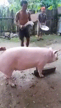 208_368gif 动态图 动图