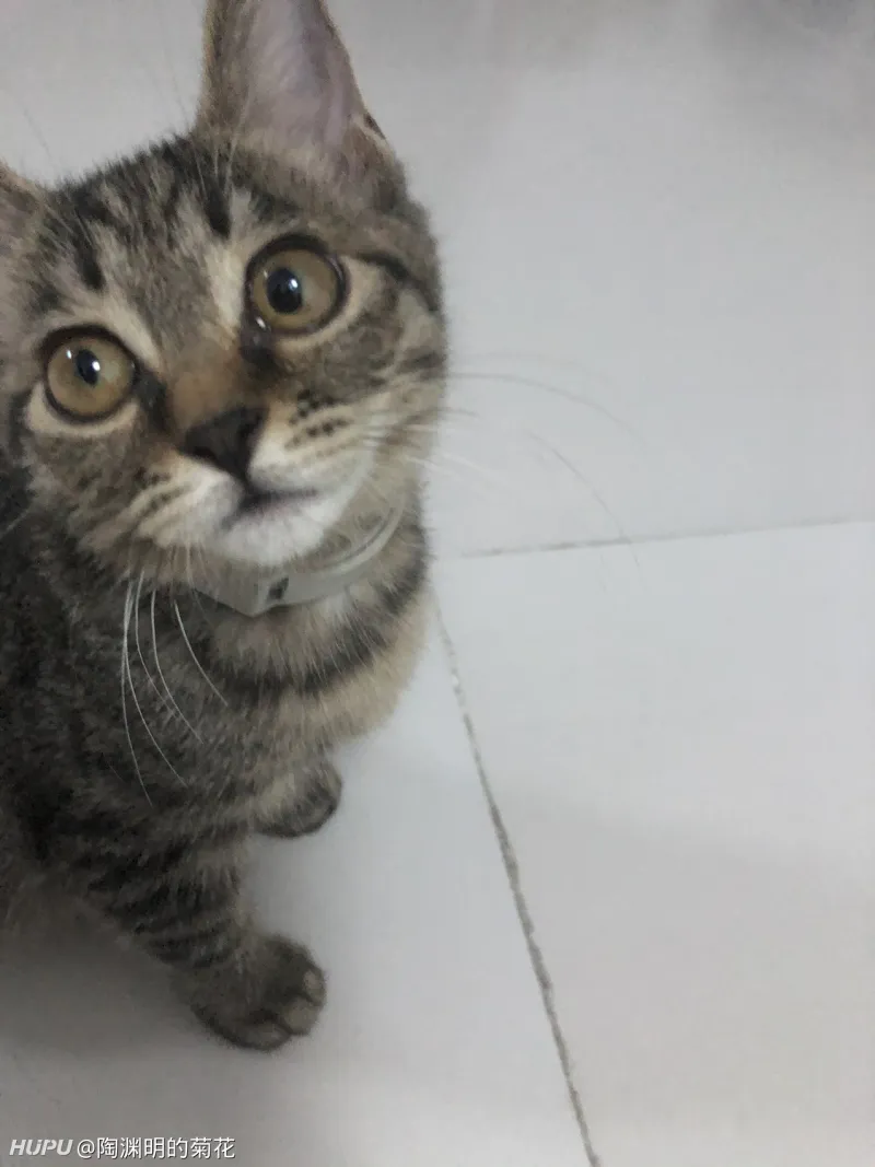 抱养的三个月大的小狸花猫瞳孔一大一小怎么回事 步行街主干道 虎扑社区