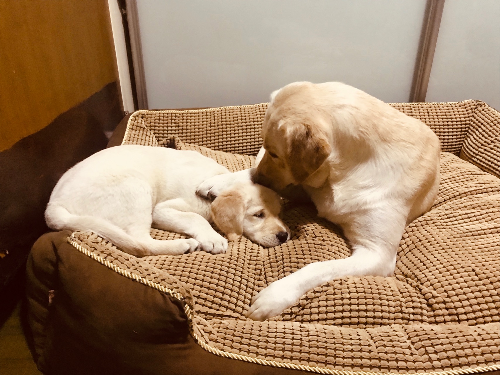 一定是特别的缘分 女子走亲戚途中 偶遇一年前丢失的宠物狗 虎扑