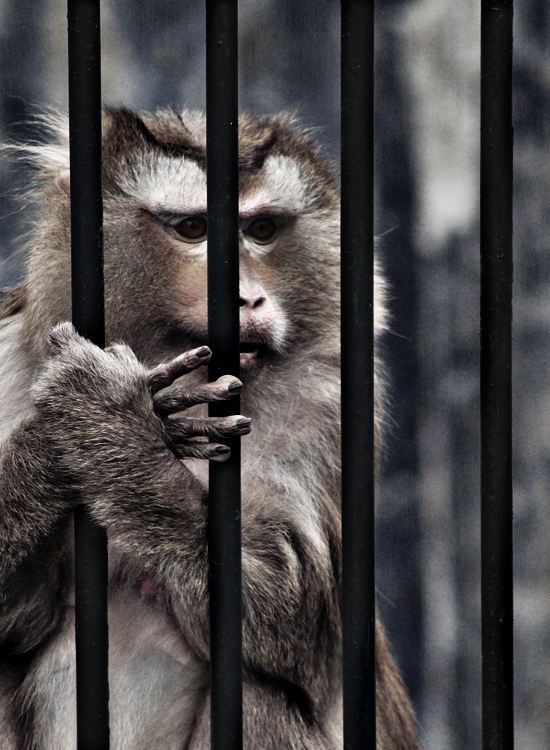 困兽之斗如果把湾鳄河马东北虎犀牛等野兽关一个笼子里谁能活到最后