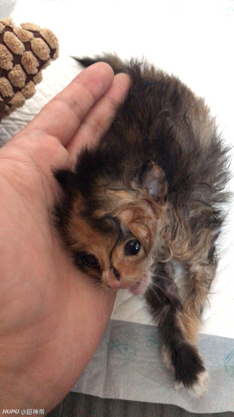 急 才养的小猫咪快死了 虎扑