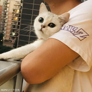 家里的猫猫生宝宝 当主人的我间接性害死了三个宝宝 虎扑 家里的猫猫生宝宝 当主人的我间接性害死了三个宝宝 虎扑