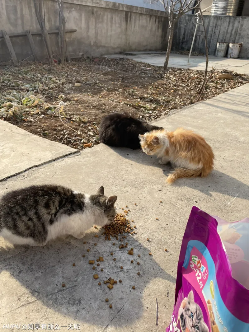 狸花猫和橘猫是俩品种吗 为啥有人说梨花凶好动 橘猫懒粘人 明明都是一窝生的 步行街主干道