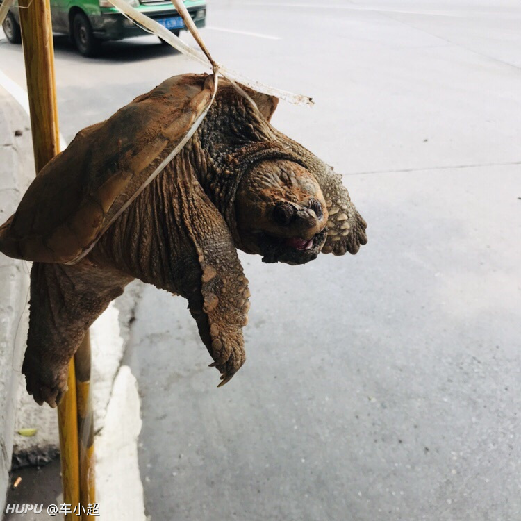 龟婆 虎扑体育网