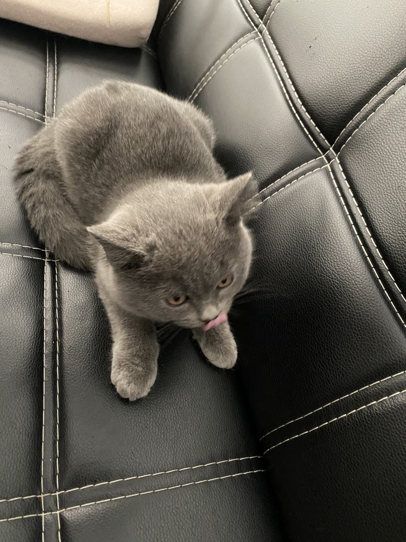 兄弟们这是啥品种的宠物猫 虎扑