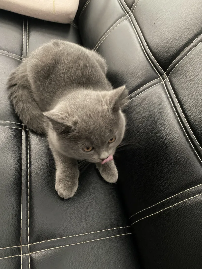 兄弟们这是啥品种的宠物猫 猫猫和狗狗 虎扑社区