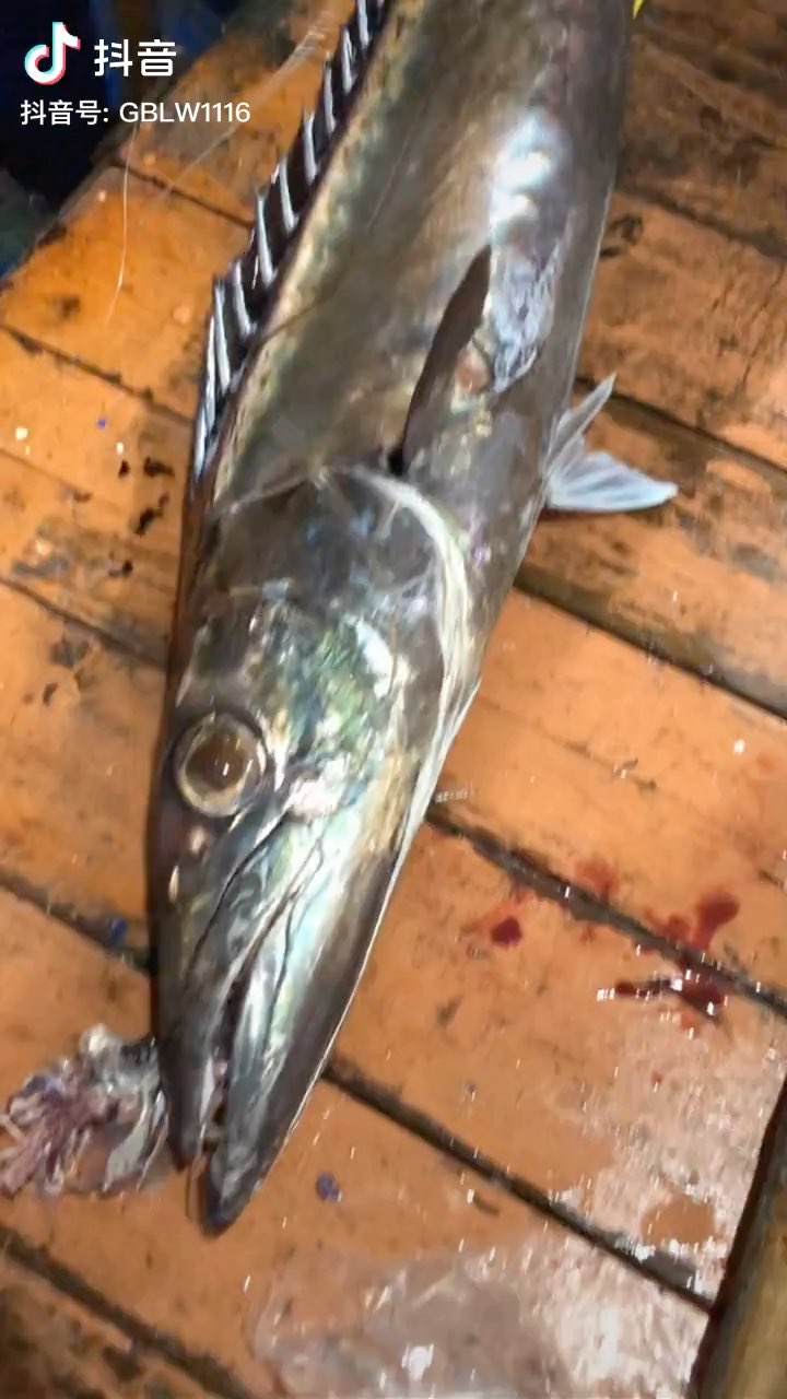 海钓超大黑牙带