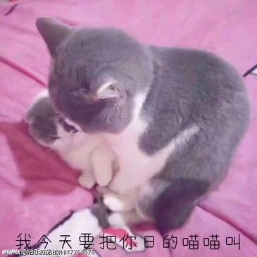 渣男特点 拥有超多可爱猫猫表情包 虎扑 渣男特点 拥有超多可爱猫猫表情包 虎扑