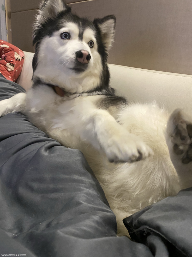 兄弟们帮忙看看这小猫是什么品种 虎扑