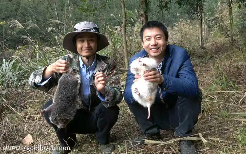 Zt 钟南山提及的竹鼠被大规模养殖食用 步行街主干道 虎扑社区