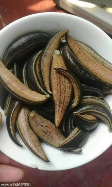 突发奇想,水蛭这种东西怎么没发展成美食?