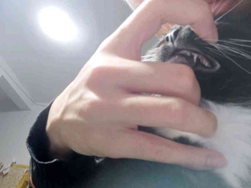 有没有懂猫咪的大佬进来一下 贝弗利 虎扑