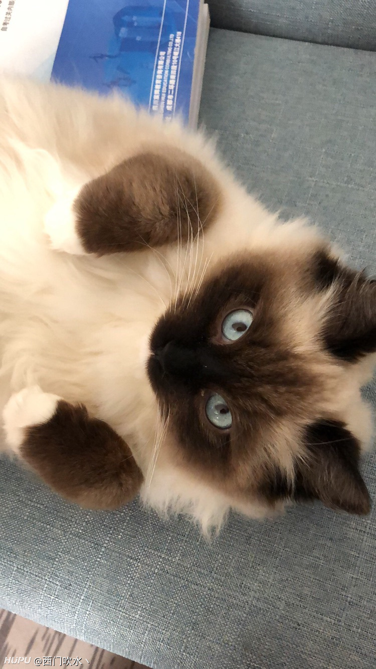 朋友说是一只布偶,我感觉是暹罗和布偶的串.