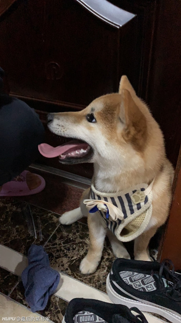 我有个朋友问,这个三千块买的柴犬是真柴吧