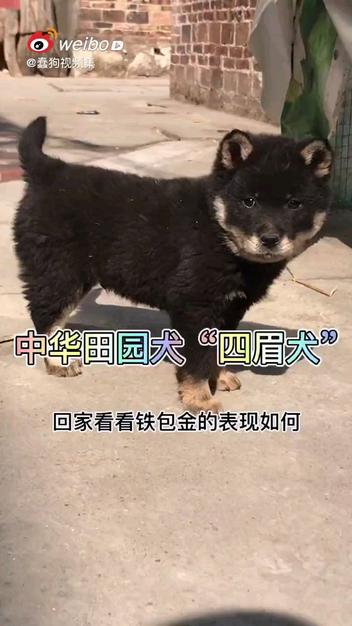中华田园犬之四眉犬民间有辟邪带财之说