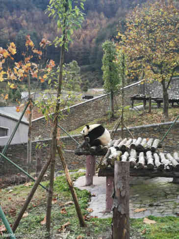 熊猫:我打架从来不管对方是几级保护动物 zt