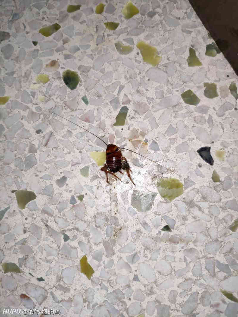 这是什么品种的小强?怎么形态这么恐怖