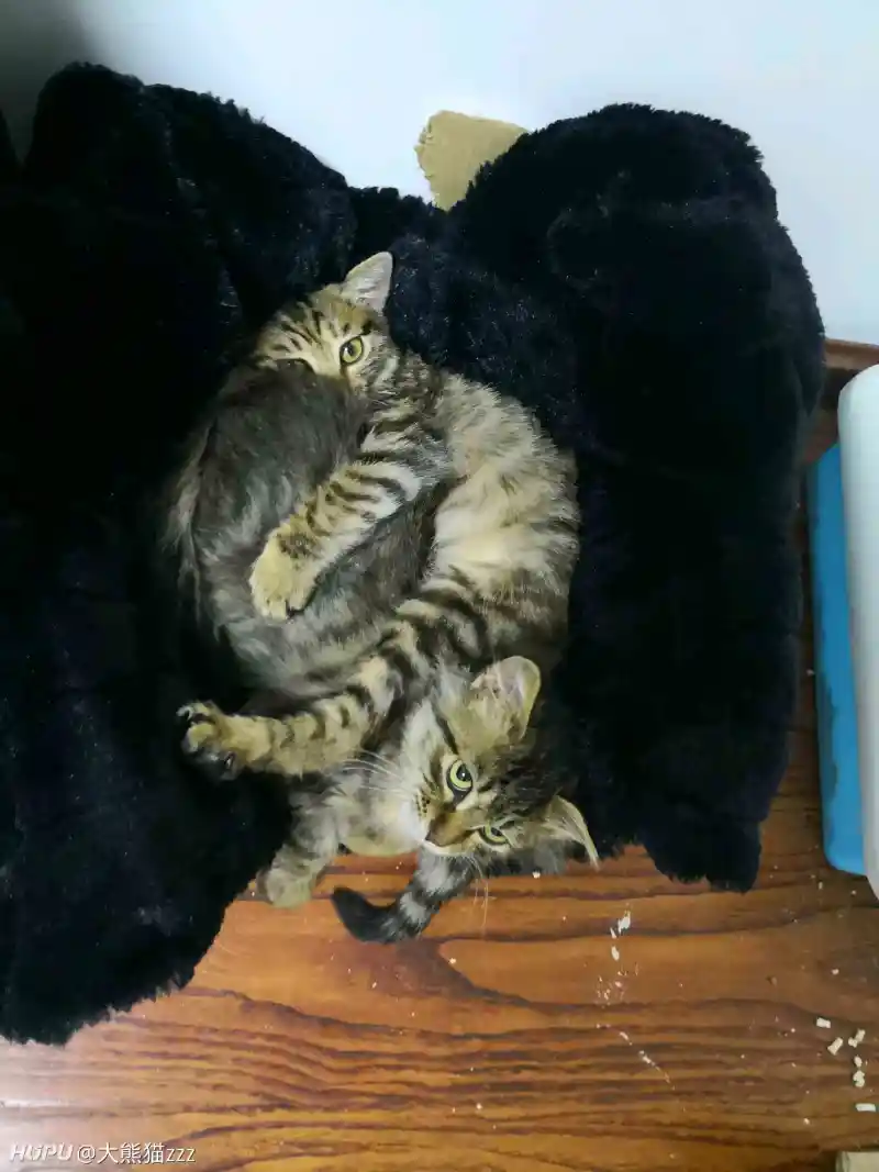 世界上最致命的猫 陀螺 胆小慎入 步行街主干道 虎扑社区