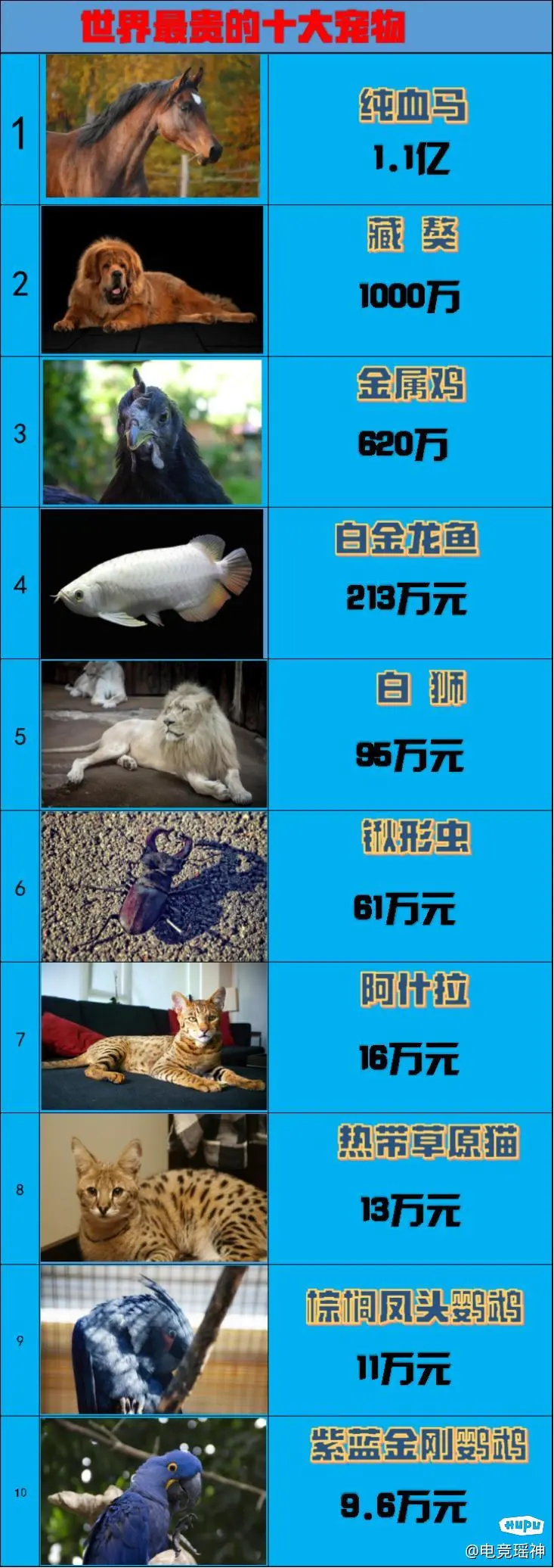 世界上最贵的十大宠物。