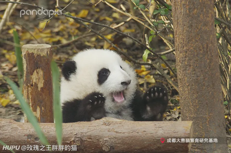 优享资讯 说熊猫都长一样的来看看 这下总分得清了吧