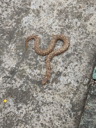 大家看看这是什么蛇