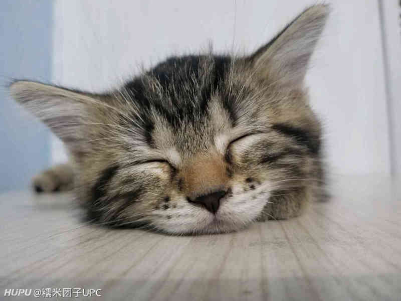 1个半月的小猫总是随地小便 怎么办 虎扑