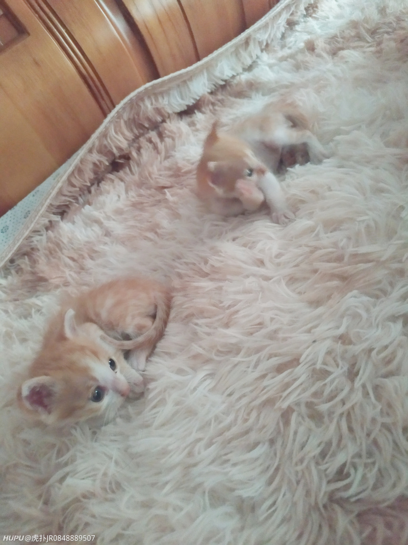 家里来了只自来猫怎么办 虎扑