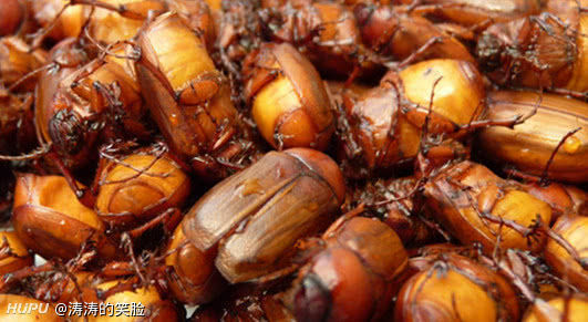 大家喜欢吃金龟子吗?俗称木糊虫
