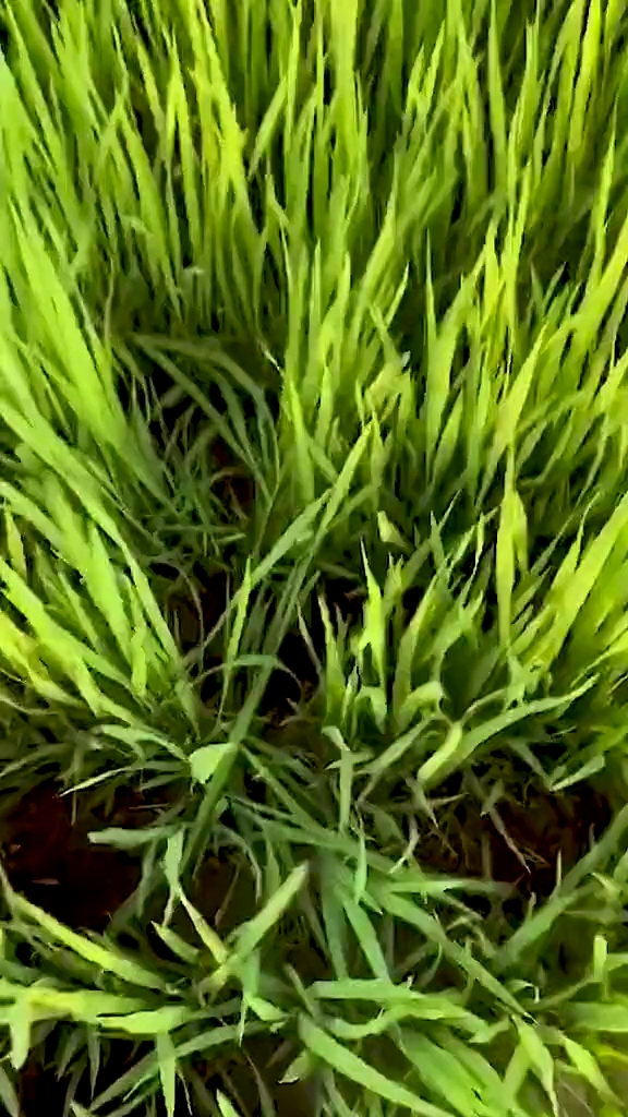video-poster