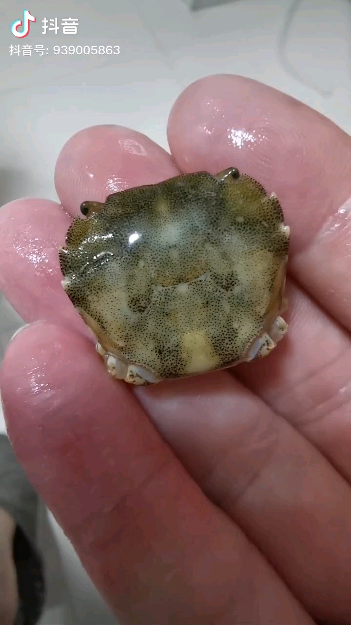 蟹坚强无腿无钳子