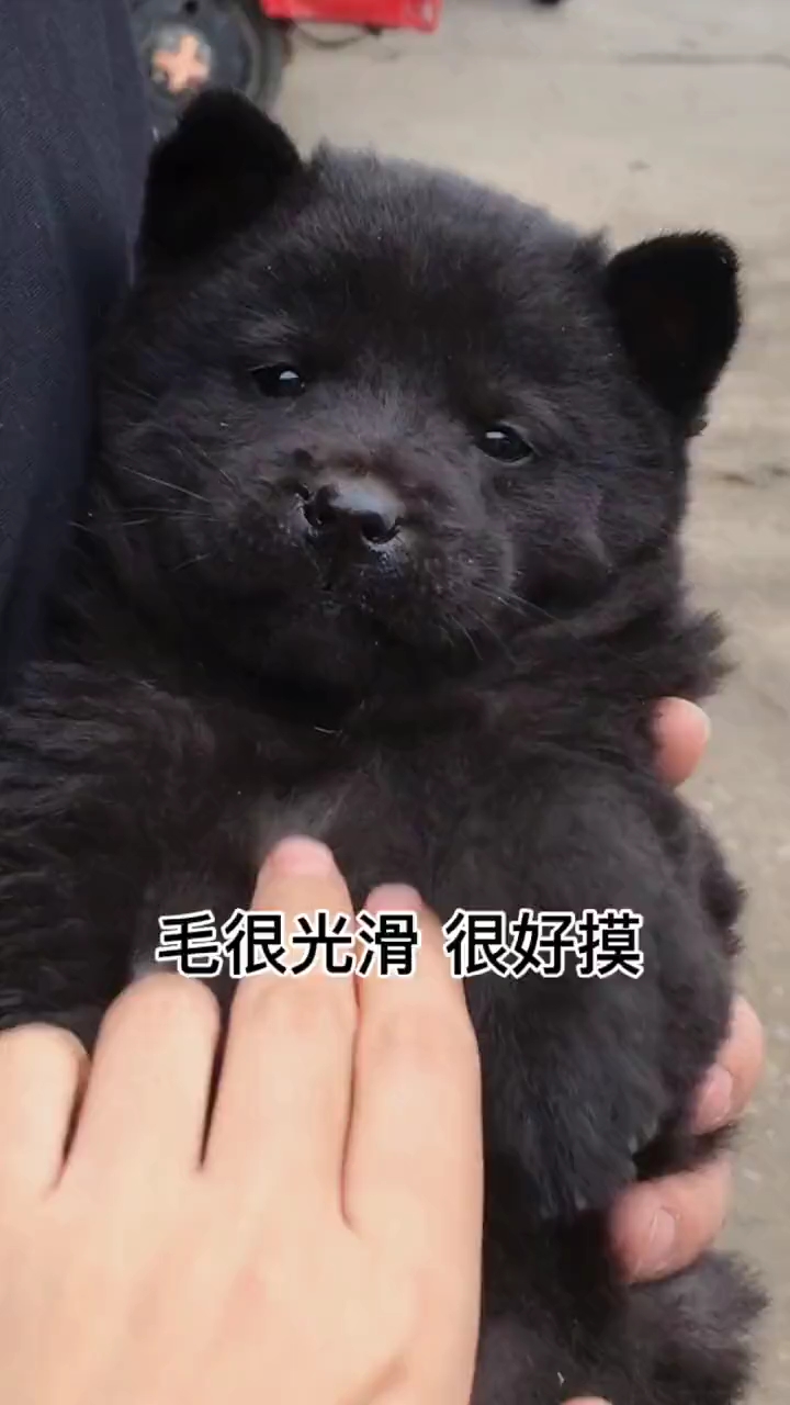 据说它长大了如何偷了唐僧的袈裟