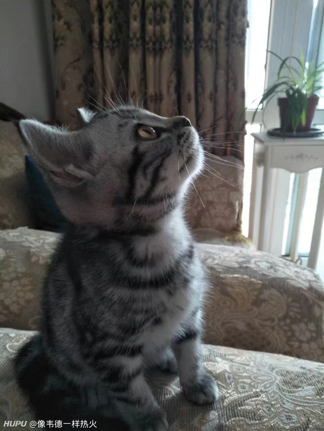 兄弟们 为什么我家的猫一点都不亲近人啊 虎扑 兄弟们 为什么我家的猫一点都不亲近人啊 虎扑