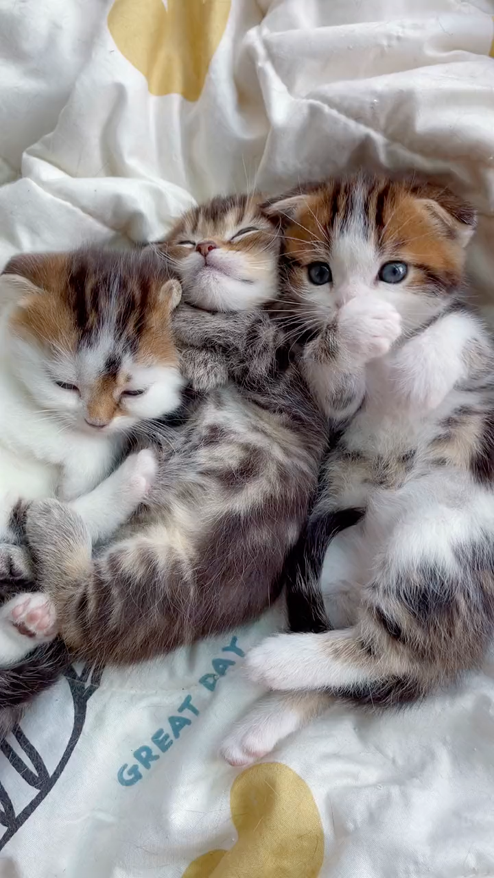 小奶猫可以多可爱