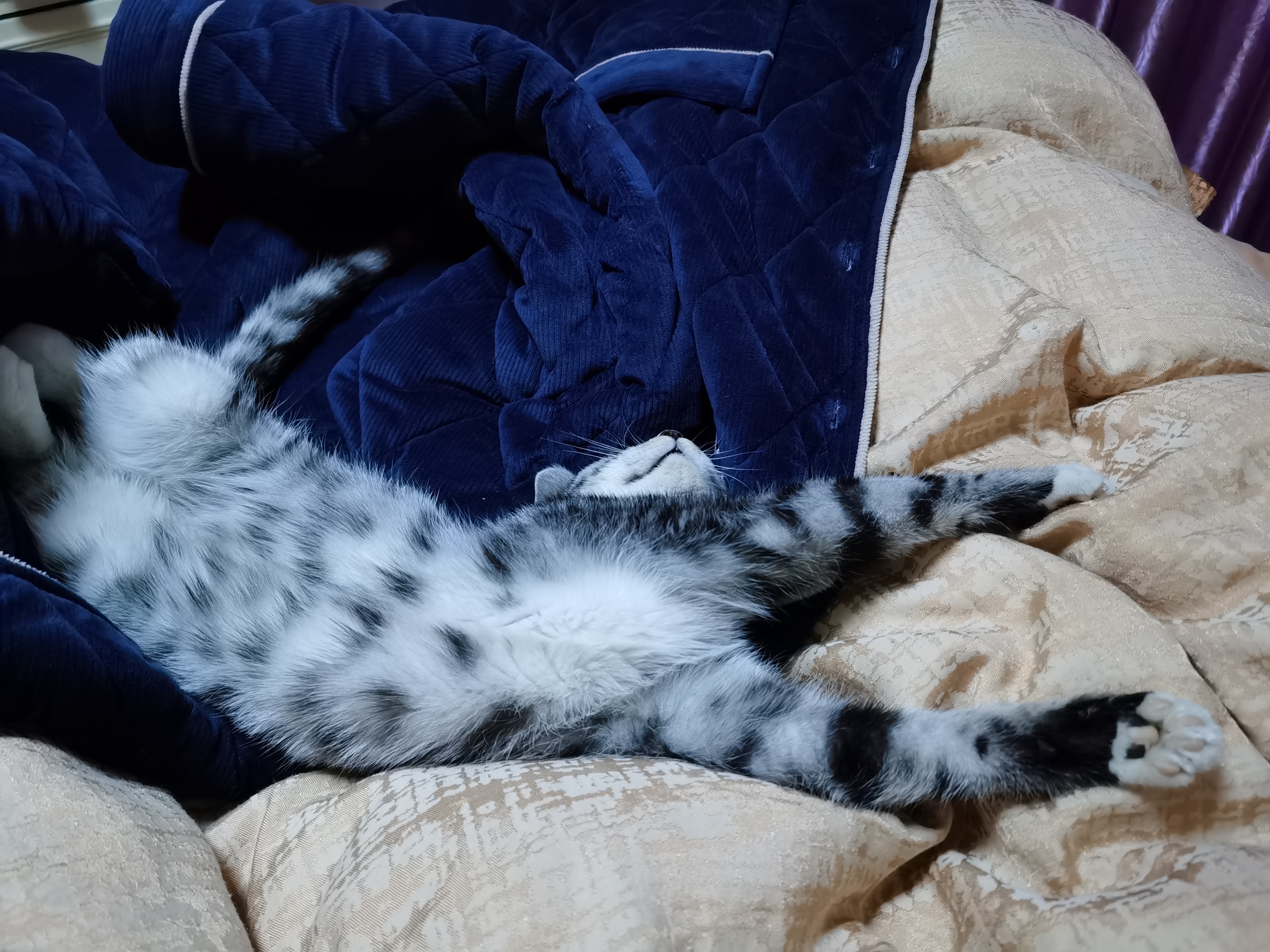 家里的的蠢猫丢了 怎么也找不到 凌晨三点了还睡不着 怎么办 虎扑 家里的的蠢猫丢了 怎么也找不到 凌晨三点了还睡不着 怎么办 虎扑