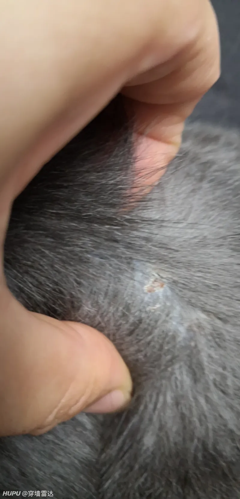 猫猫得猫藓了咋办？