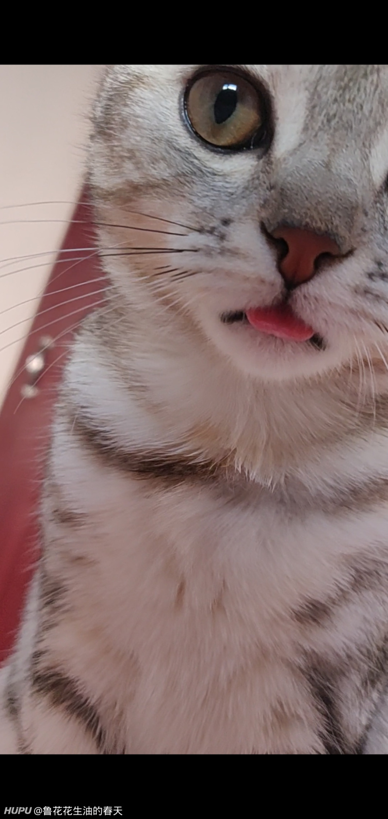 街上的老哥们 猫真的可以喝牛奶 不要被羊奶粉和宠物奶粉骗了 虎扑