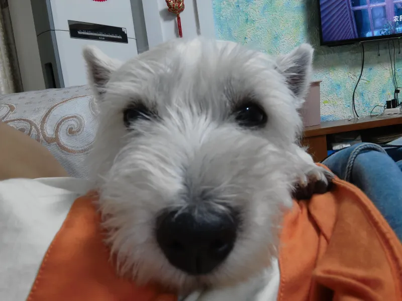 养过狗的兄弟推荐一下小型犬 第8页 步行街主干道 虎扑社区