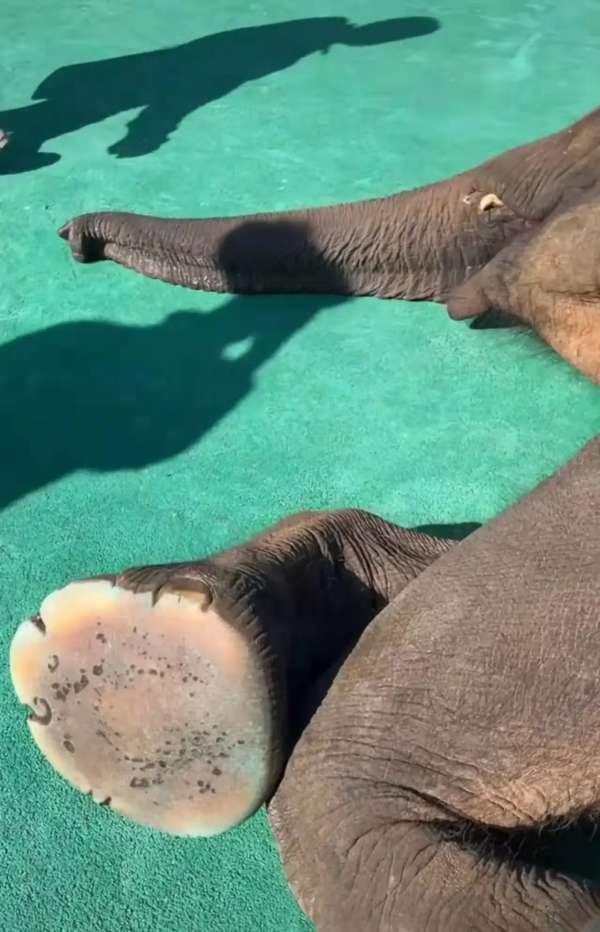 原来大象的脚底板是这样的这样的图片很多人应该是头一次看到吧