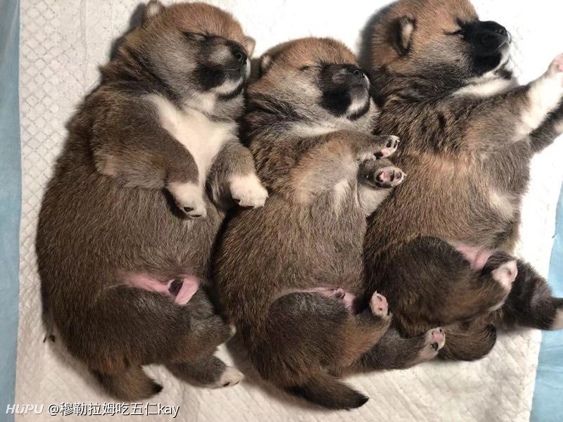 新到的一个半月的柴犬,jrs看看够柴不