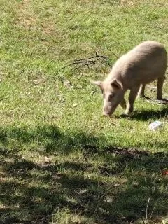 開(kāi)云app下載