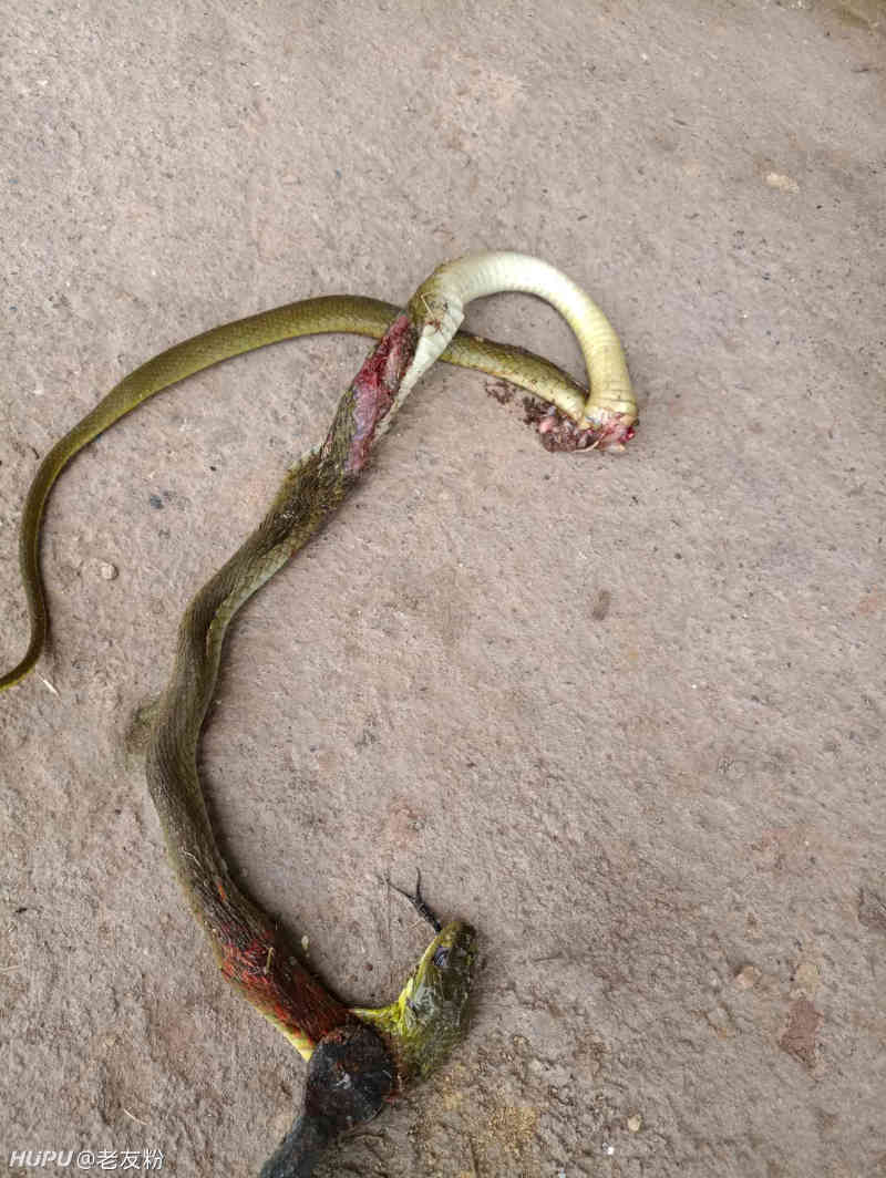 我家果园进来这条蛇什么水平?