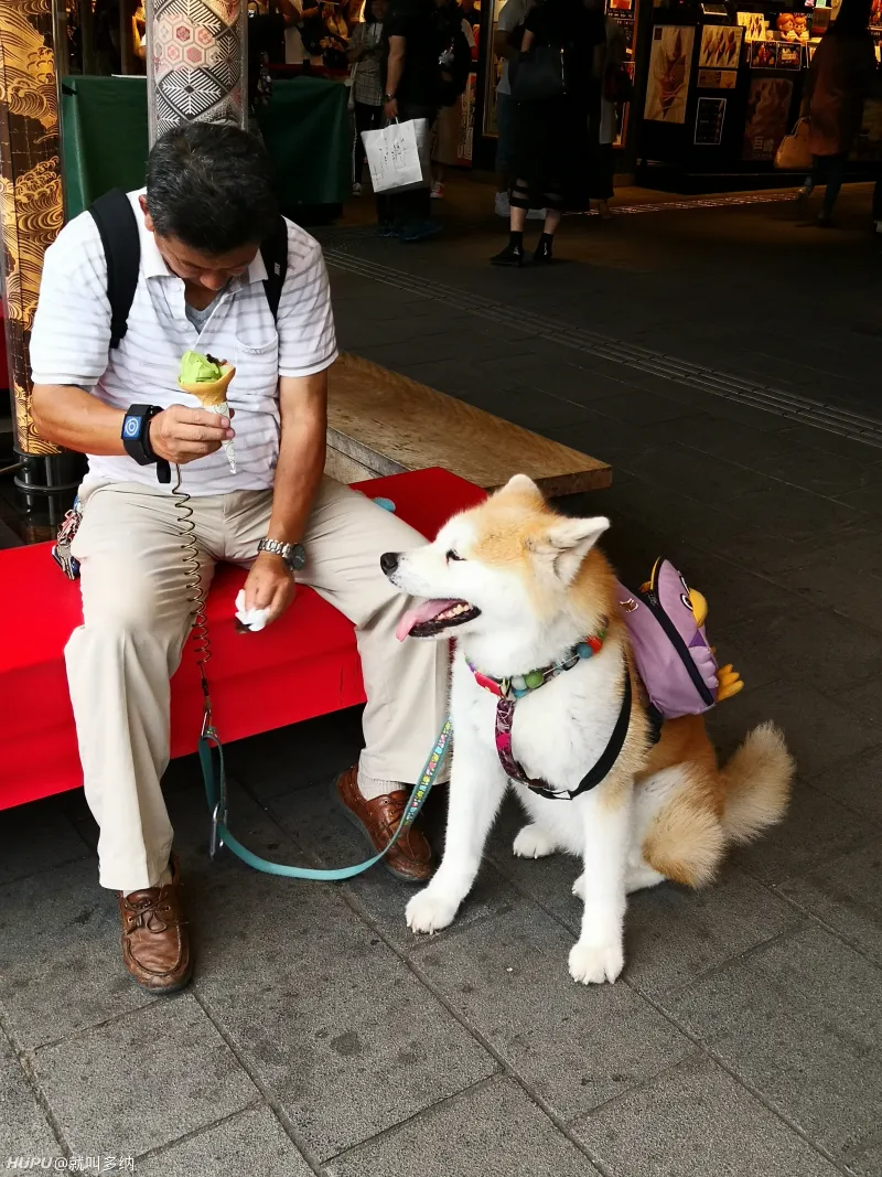 在京都看到的秋田犬 萌的不行特别乖 步行街主干道 虎扑社区
