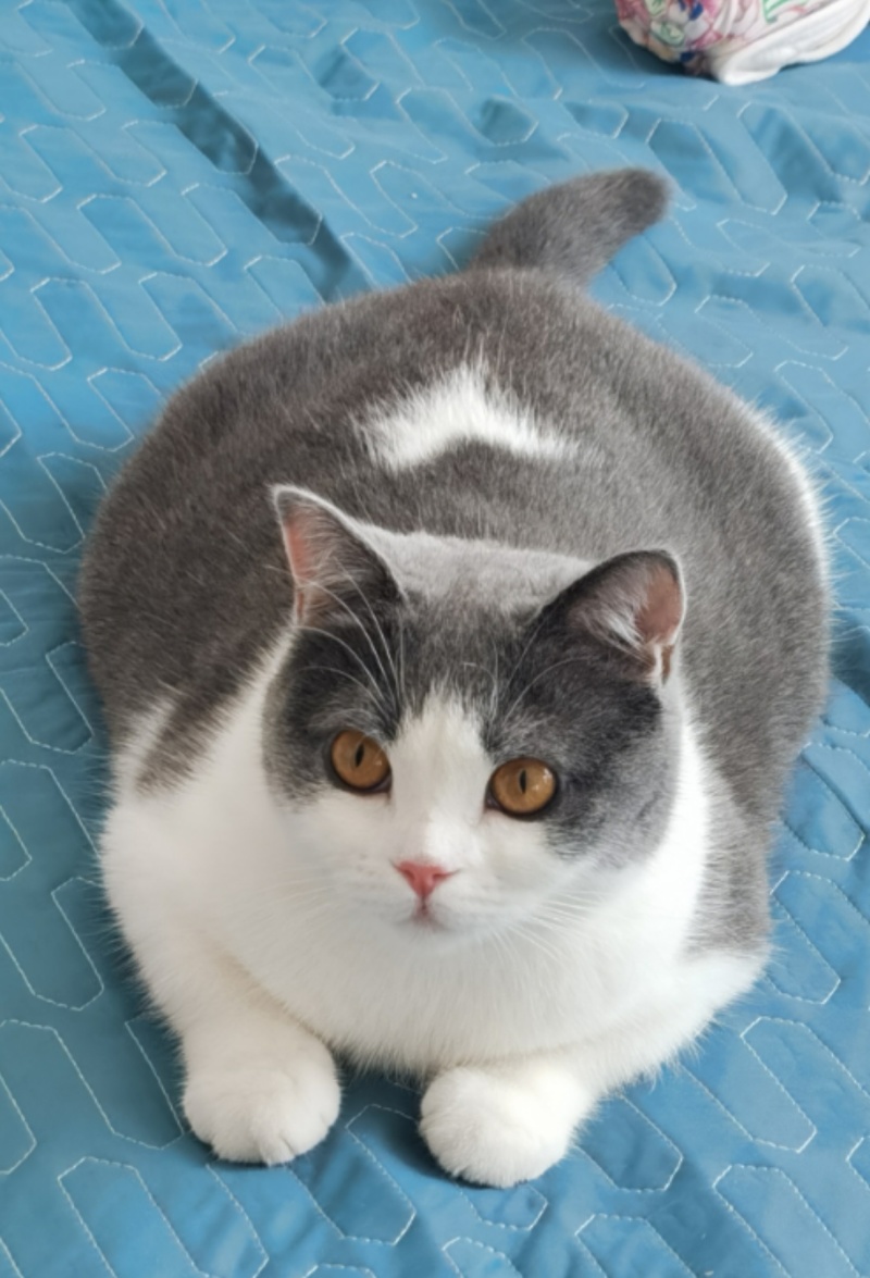 这猫 猫猪 虎扑