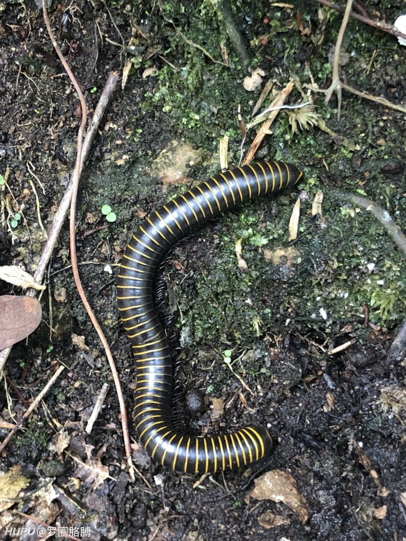 还有今天爬山看到的大虫子 太恶心了